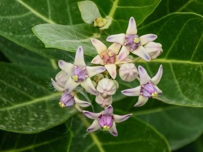 calotropis-gigantea-3493405_640 (1)-min